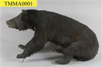 Formosan Black Bear Collection Image, Figure 1, Total 13 Figures